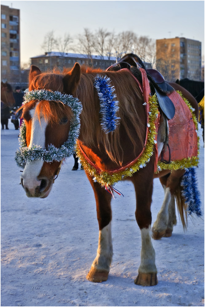 Скачет,скачет Новый год!