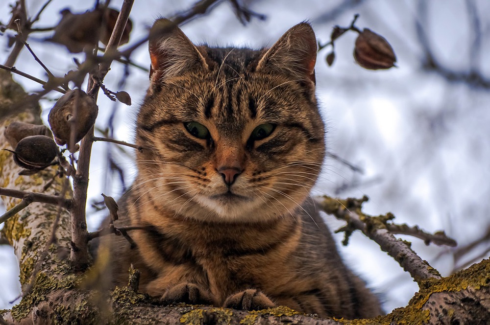 кот на дереве