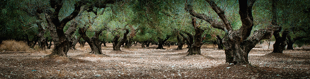 olive grove