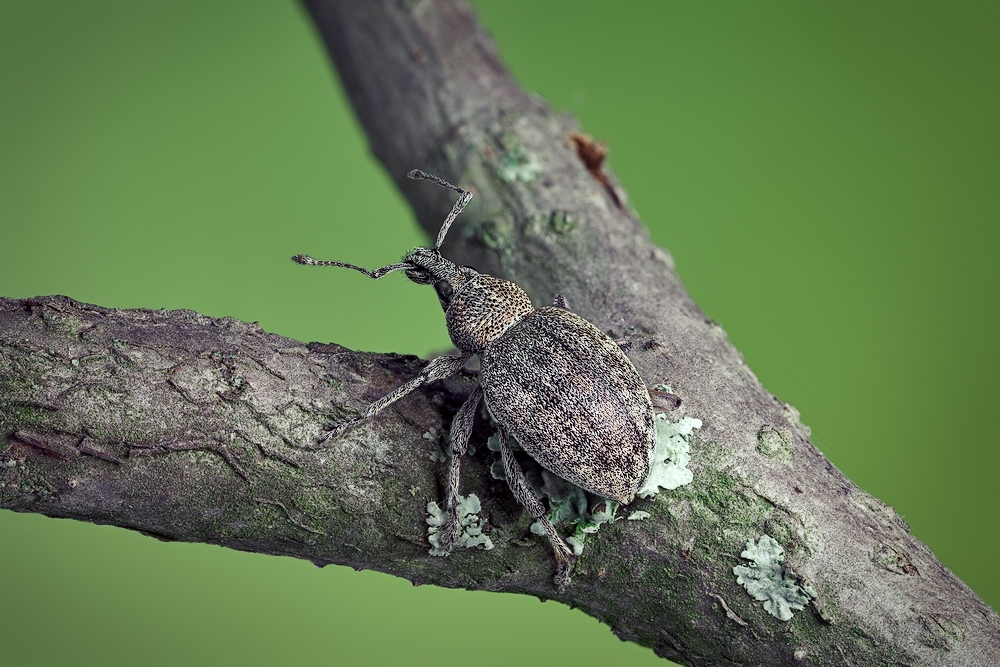 Слоник(Otiorhynchus ligustici)