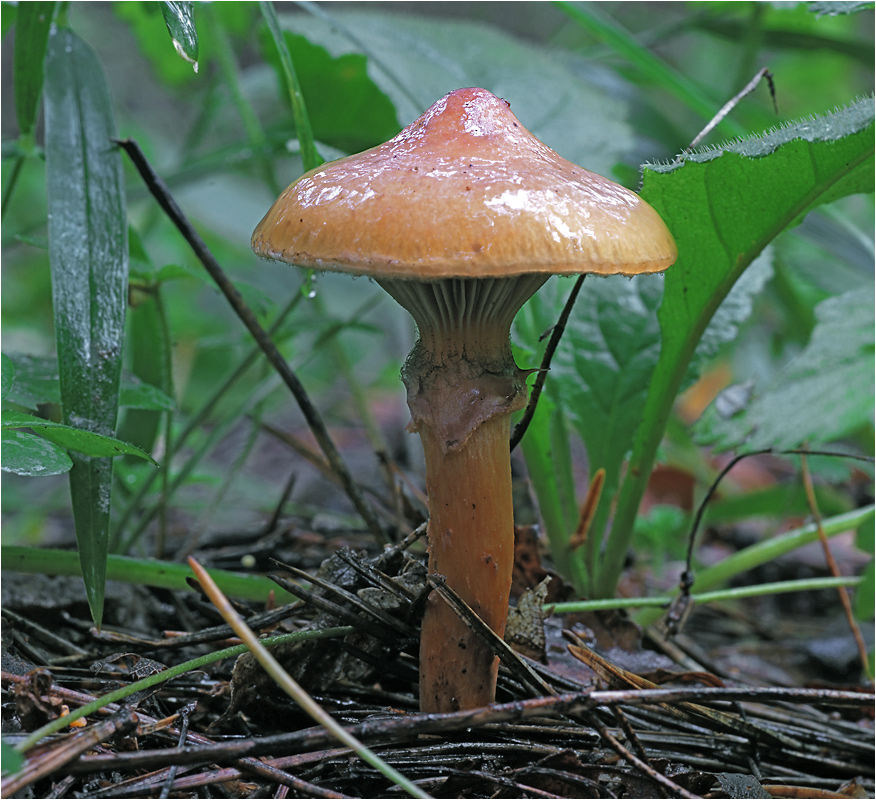 Chroogomphus rutilus - Мокруха пурпуровая