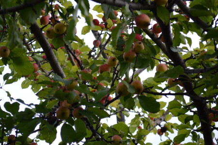 &amp;quot;Дикие&amp;quot; яблоки.