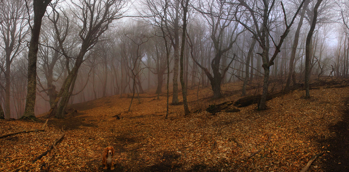 Осенний лес