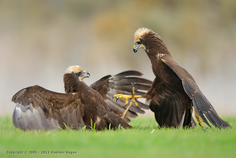 Marsh-harrier