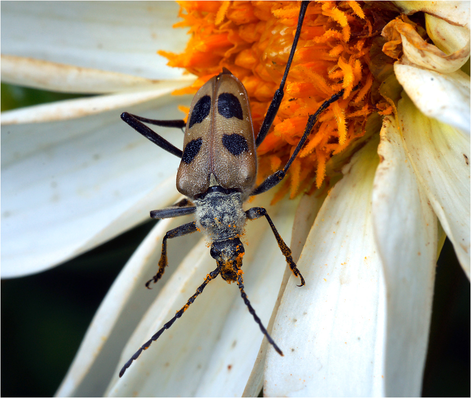 Pachyta quagrimaculata - Пахита четырехпятнистая.