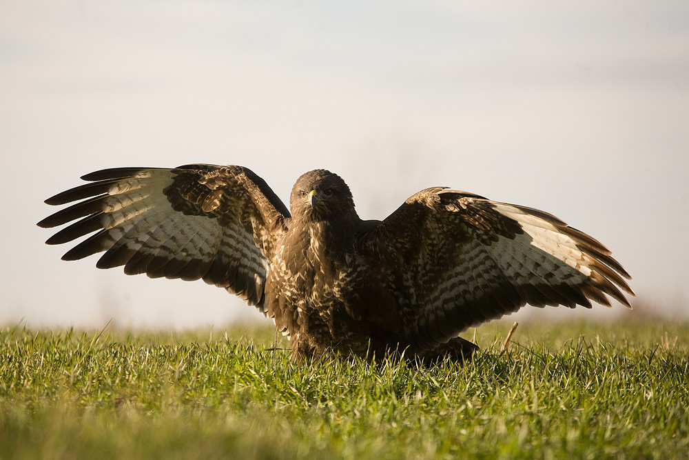 Buteo-Buteo