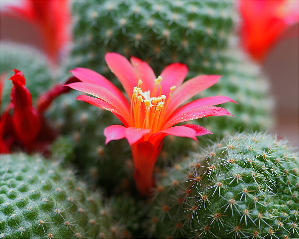 Rebutia senilis - Ребуция старческая