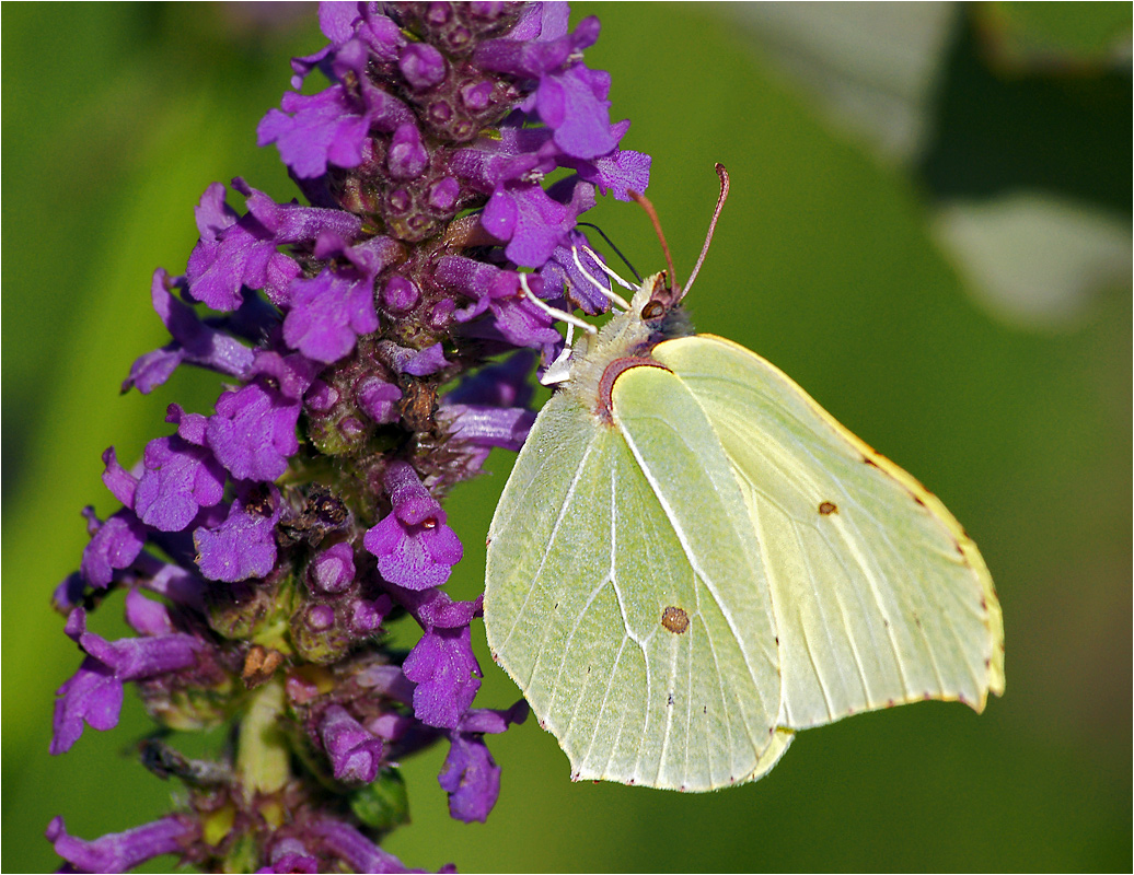 Gonepteryx rhamni - Лимонница обыкновенная.