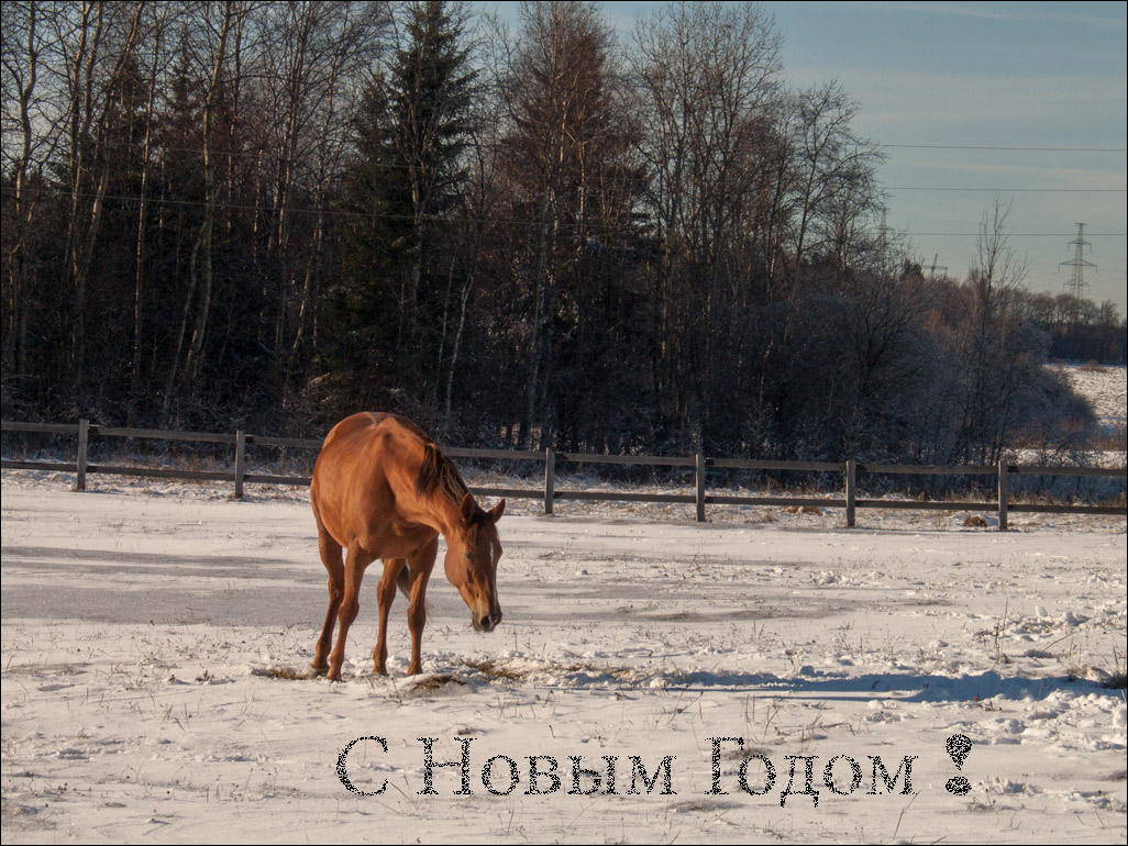 С Новым, 2014 годом!