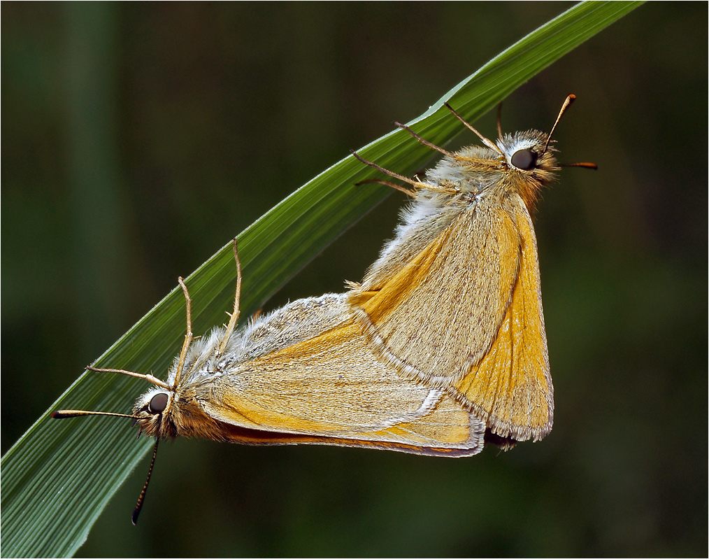 Thymelicus sylvestris - Толстоголовка лесная.