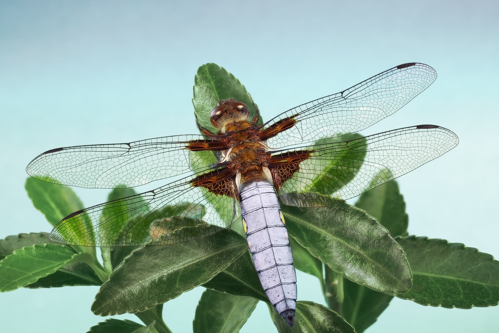 Стрекоза плоскобрюхая(Libellula depressa)