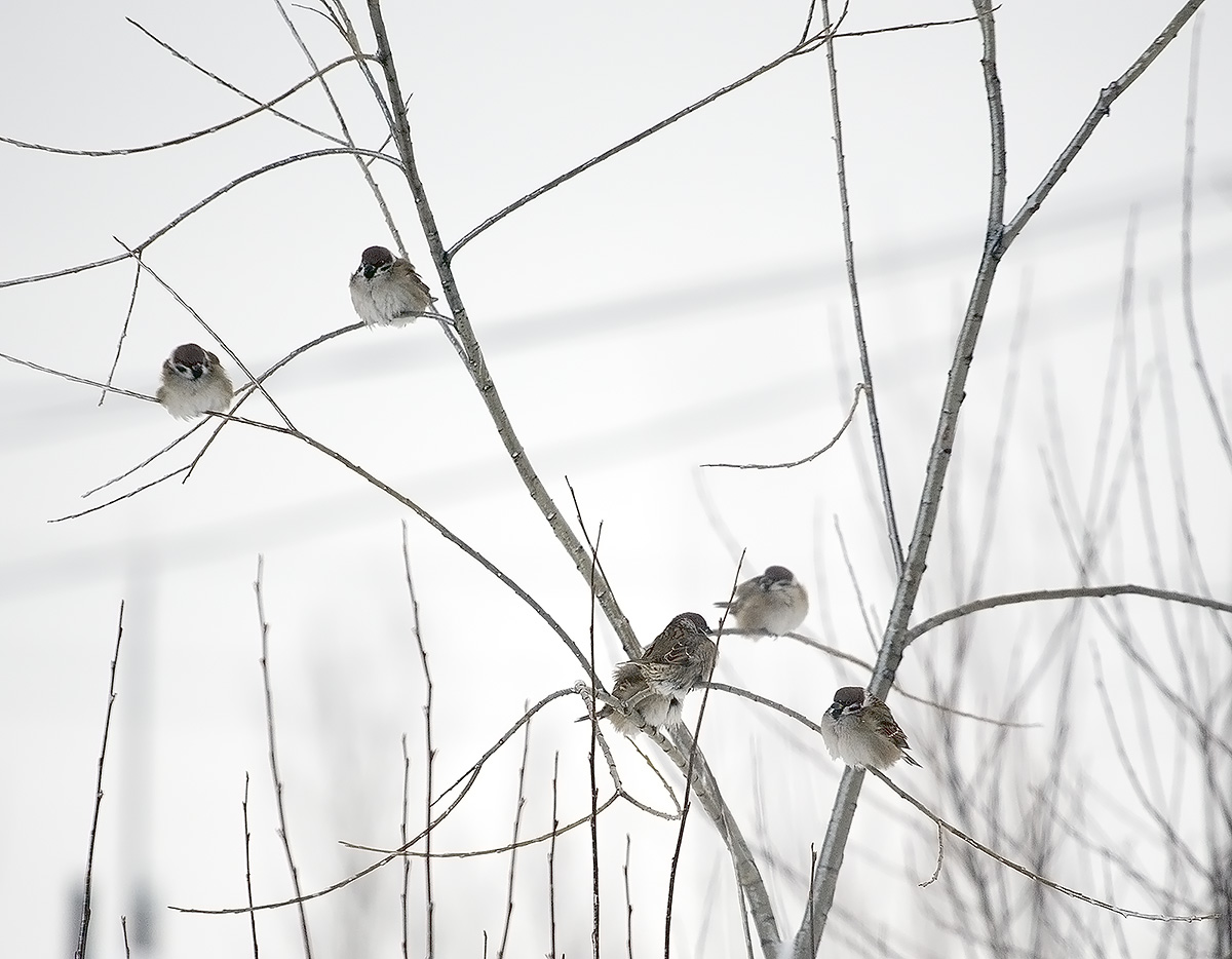 sparrows