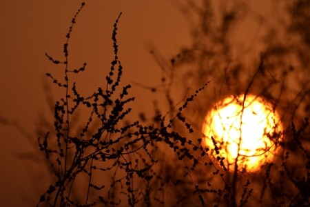 запуталось в ветках...