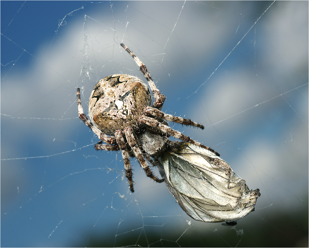 Araneus angulatus - Крестовик угловатый.