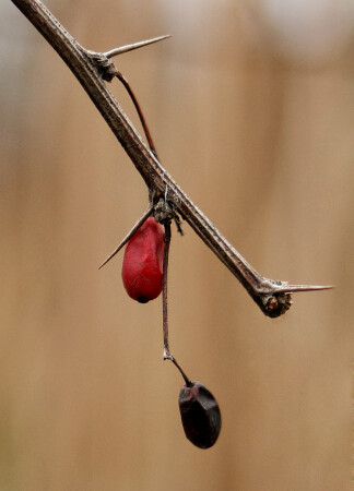 красное &amp;amp; черное