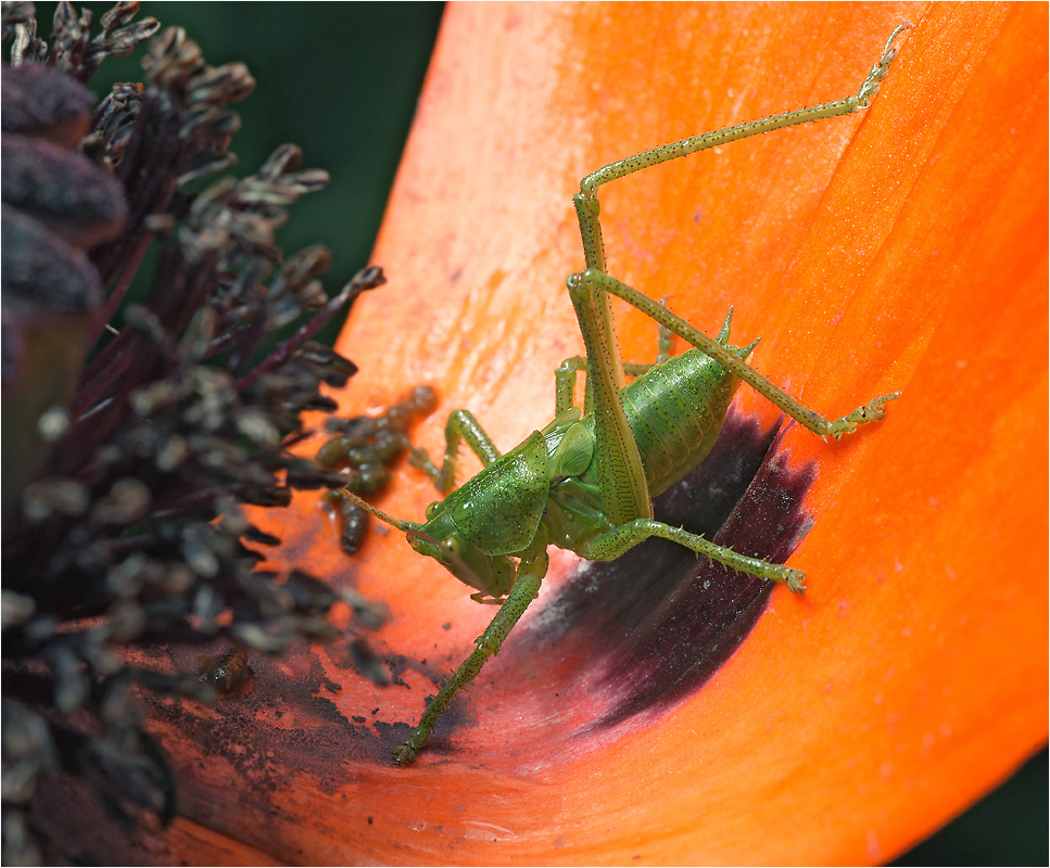 Tettigonia cantans - Кузнечик певчий.