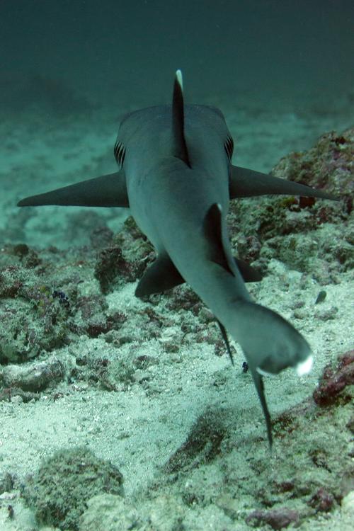 White-tip shark