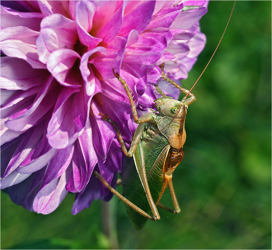 Tettigonia cantans - Кузнечик певчий