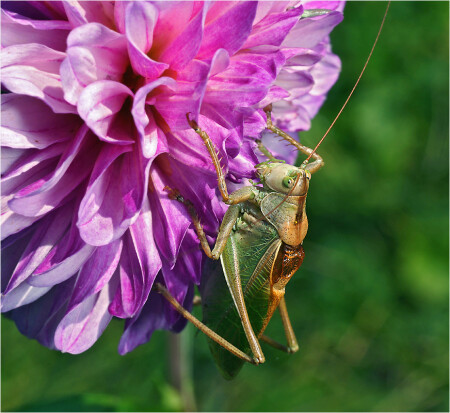 Tettigonia cantans - Кузнечик певчий