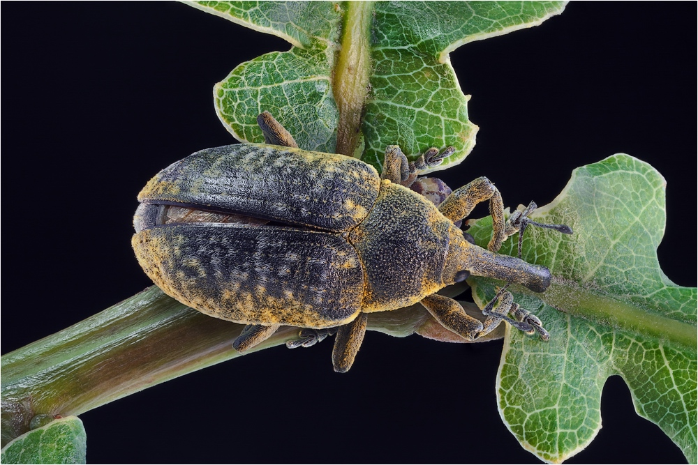 Ларин чертополоховый (Larinus sturnus)