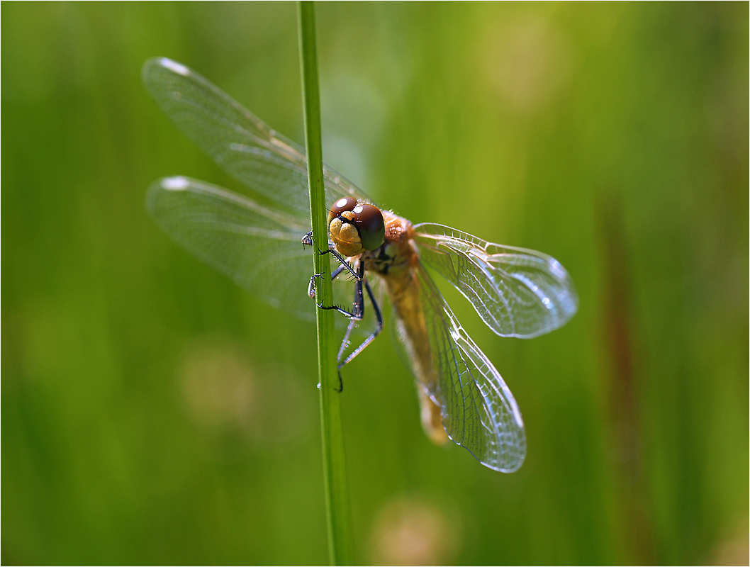 Sympetrum flaveolum - стрекоза Симпертум желтый