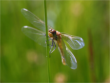Sympetrum flaveolum - стрекоза Симпертум желтый