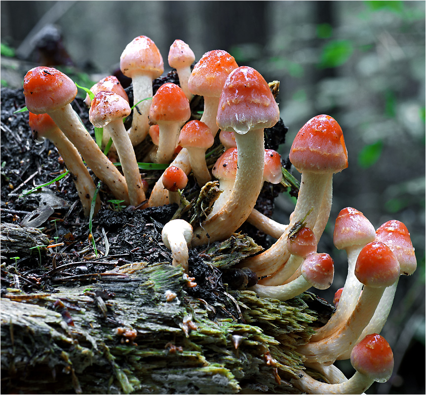 Hypholoma sublateritium - Ложноопенок кирпично-красный