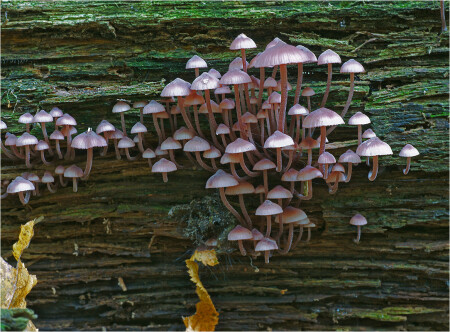 Mycena haematopus - Мицена кровавоножковая