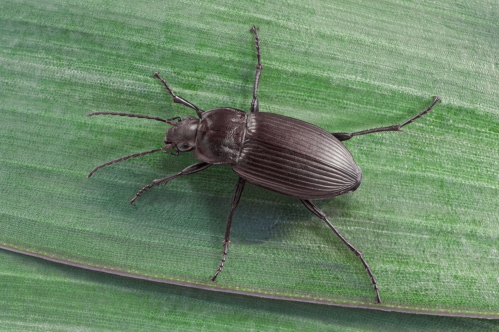 Жужелица (Harpalus affinis)