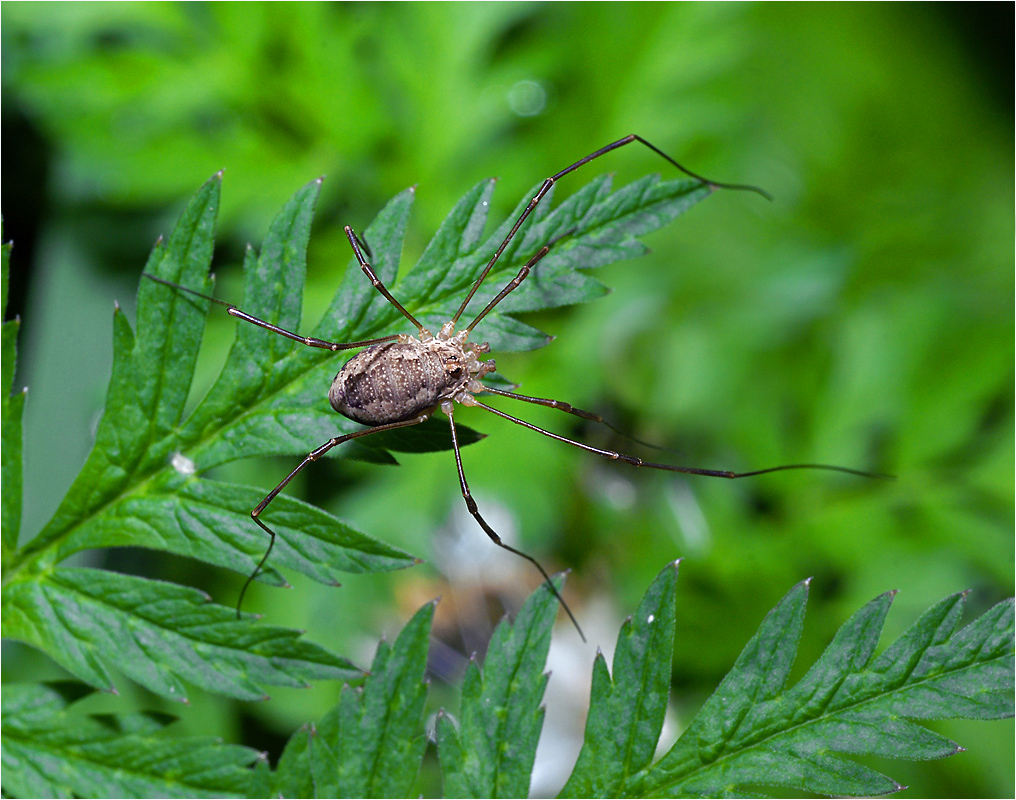 Rilaena triangularis - Рилена желтоватая