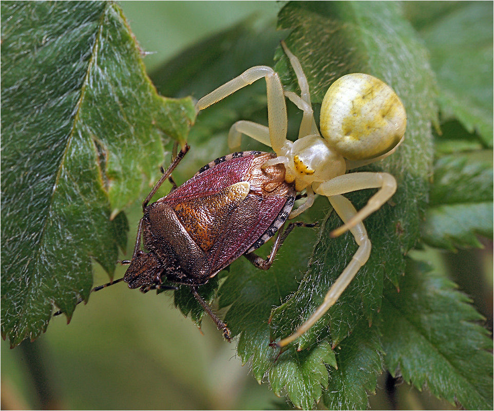 Misumena vatia (Паук-бокоход цветочный), закусывающий клопом