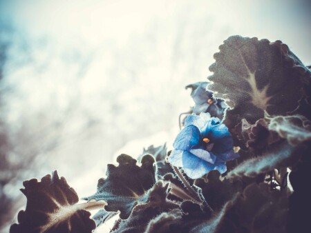 Морозная Фиалка