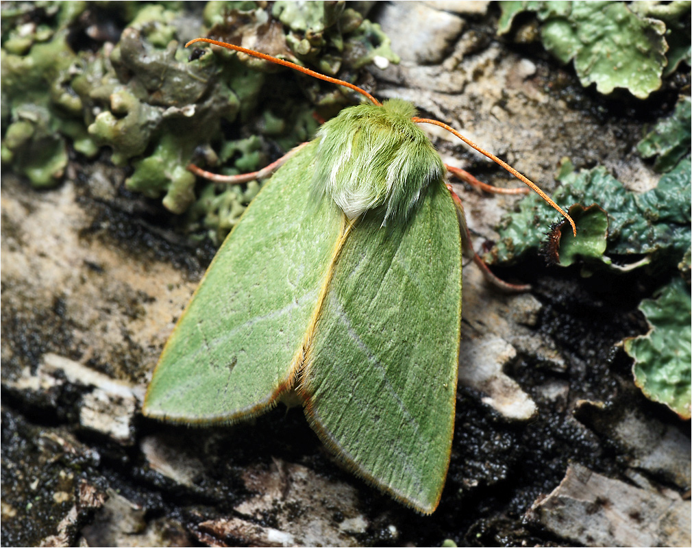 Pseudoips prasinana - Челночница буковая.