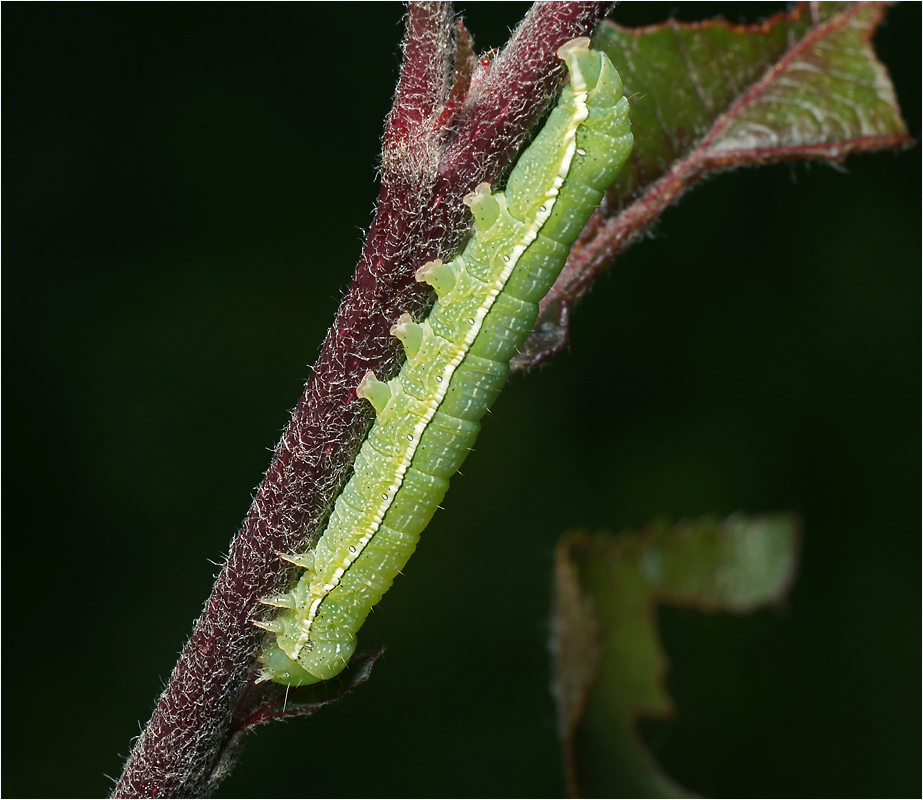 Orthosia incerta - Совка сомнительная