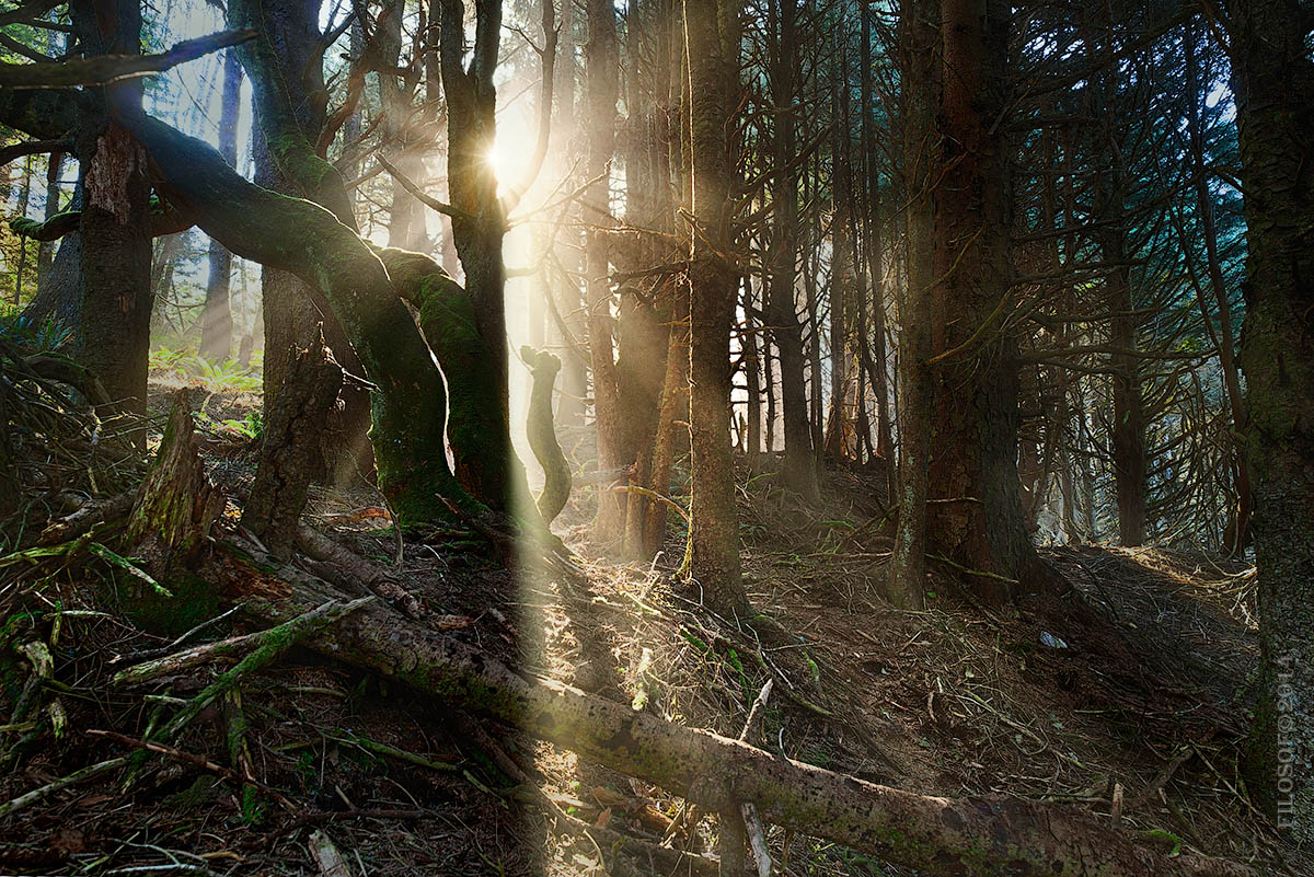 mystical forest...