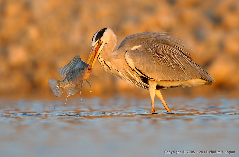 Grey Heron