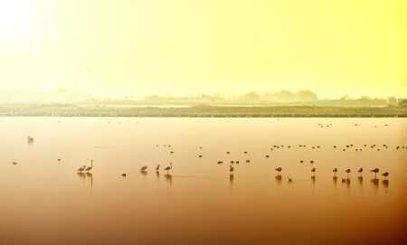 Утро с фламинго