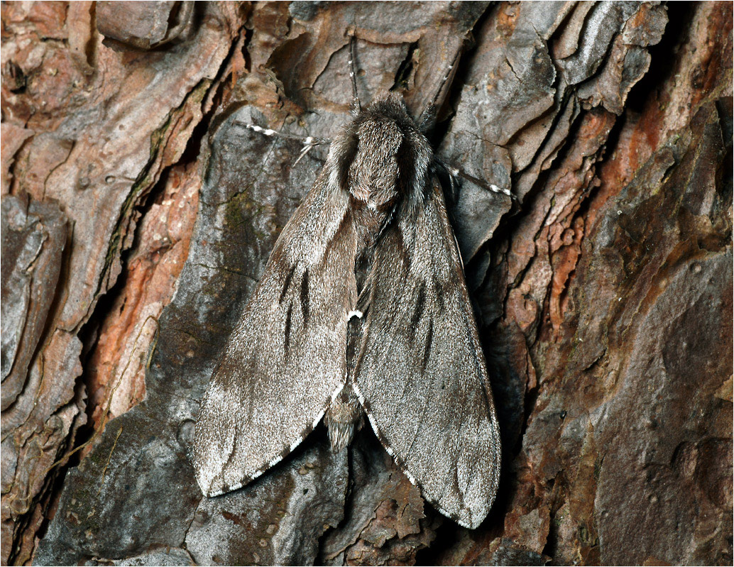 Hyloicus pinastri - Бражник сосновый.