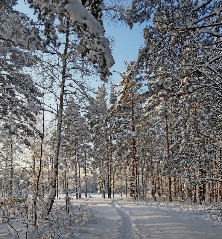 Зимняя тропка