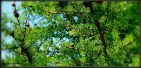 Лиственница