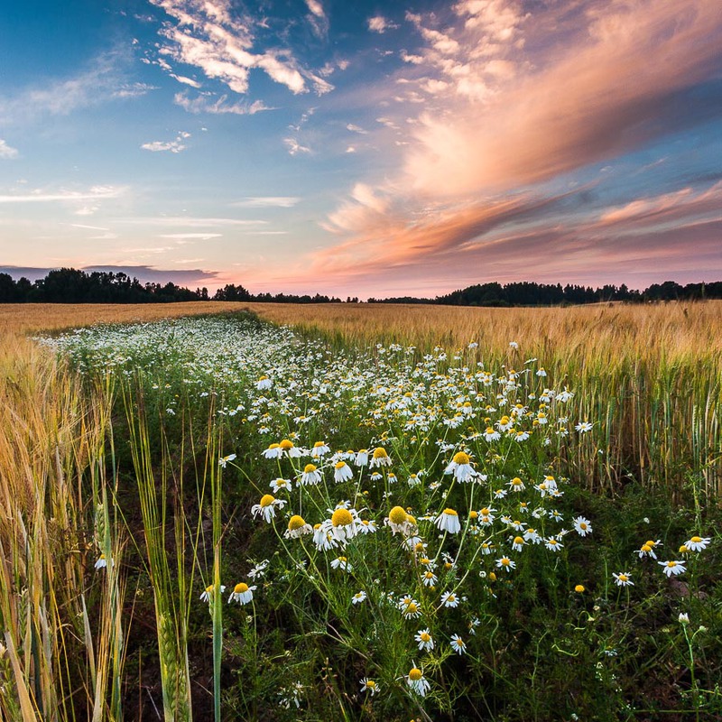 daisies fields