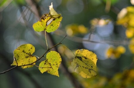 Осенний Вальс