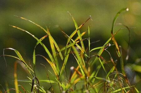 Осенний Вальс