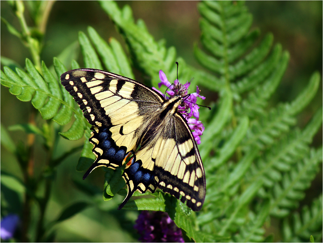 Papilio machaon - Махаон.