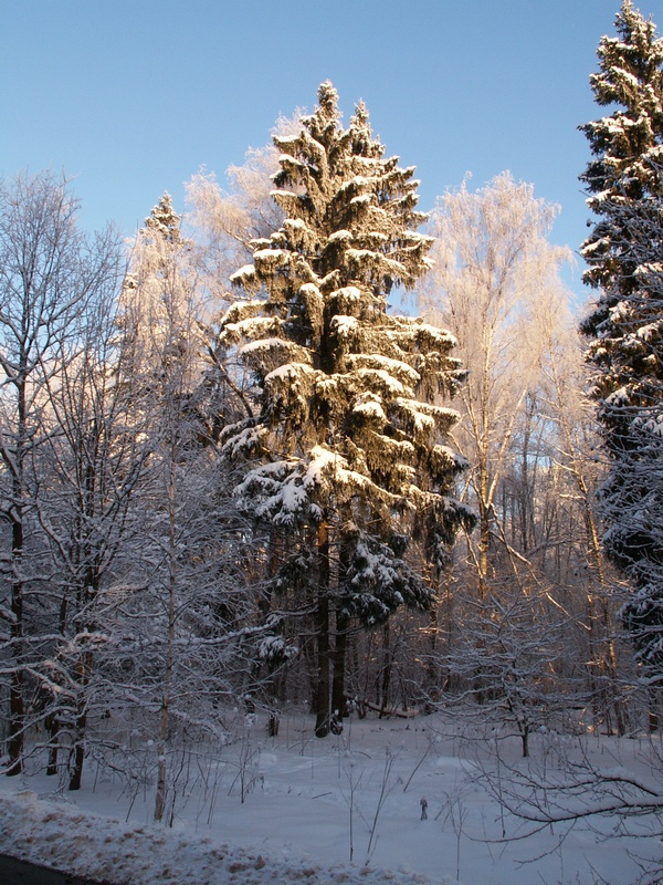 В лесу родилась елочка