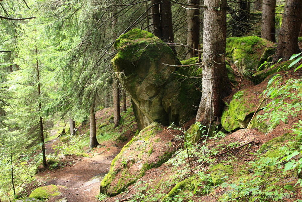 Лес в Альпах