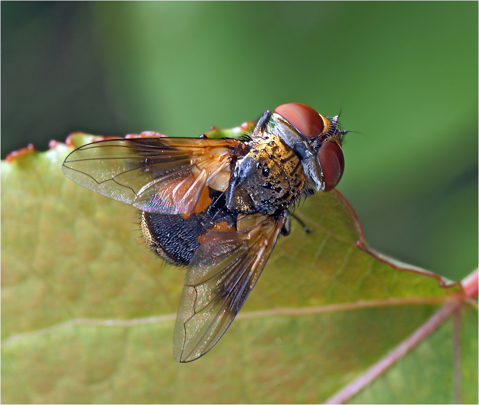 Phasiinae, семейство Ежемухи - Tachinidae