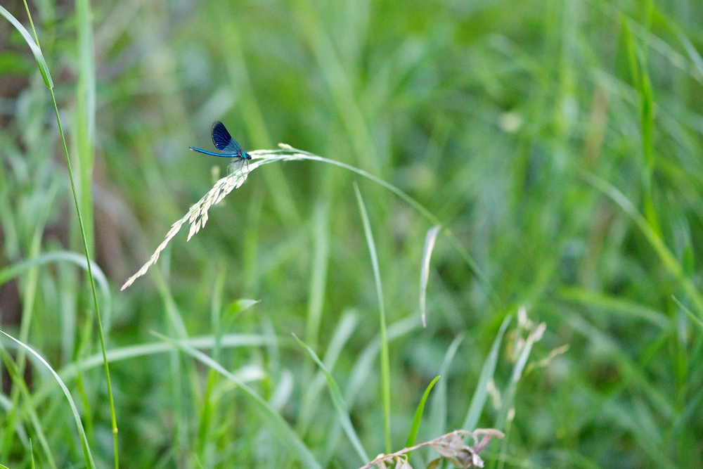 dragonfly