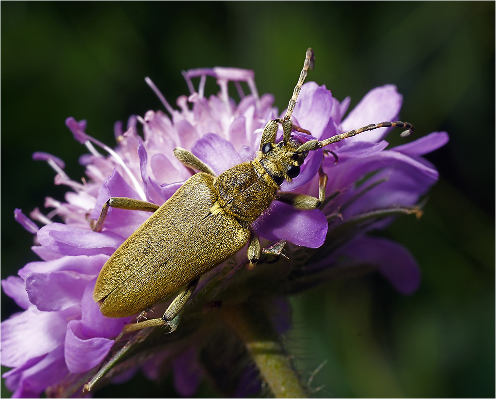 Lepturobosca virens - Лептура зеленая.