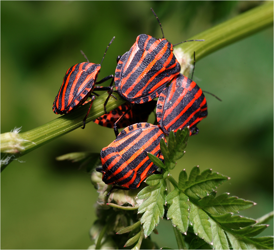 Graphosoma lineatum - Щитник линейчатый или Клоп итальянский